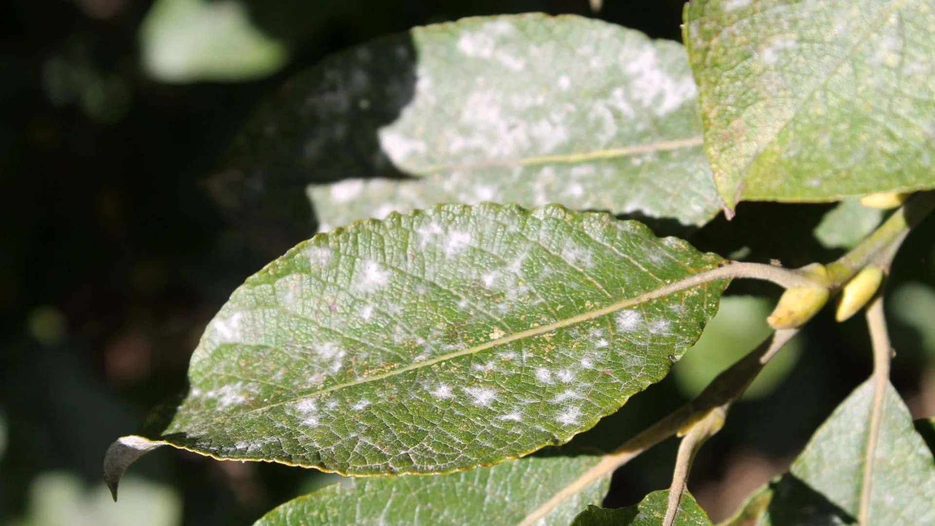 5 Tree & Shrub Diseases to Be Aware of in Mansfield, OH