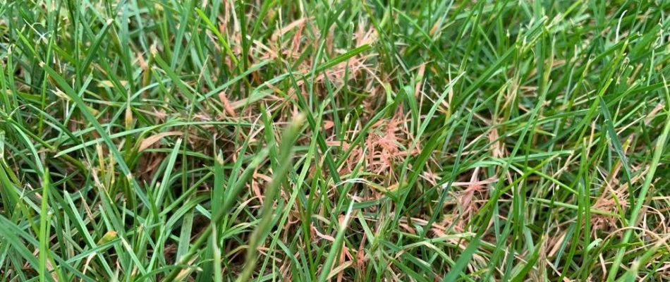 Red thread lawn disease found on a potential client's lawn in Medina, OH.