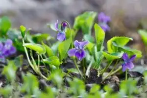 Controlling Wild Violet in Ohio Lawns
