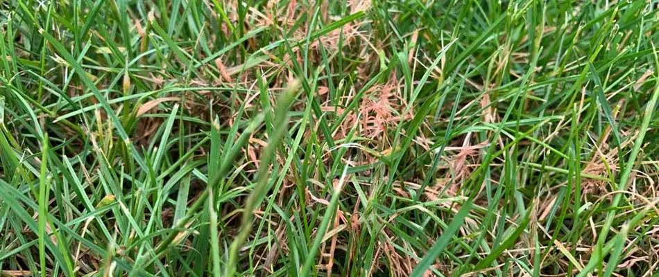 Red thread lawn disease seen at a property in Ashland, OH.