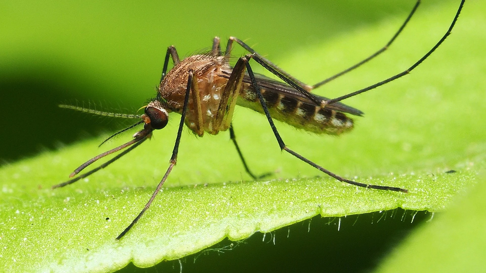 How Much Do Professional Mosquito Control Treatments Cost?