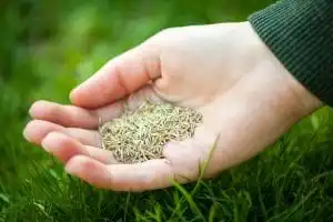 Build Your Turf: Seed A Lawn in Fall